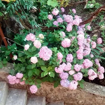 Marijeta, 2a, Trilj *