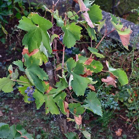 Marijeta, 2a, Trilj Séjour à la campagne